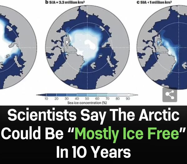 Experts Predict Arctic May Become “Mostly Ice-Free” Within a Decade
