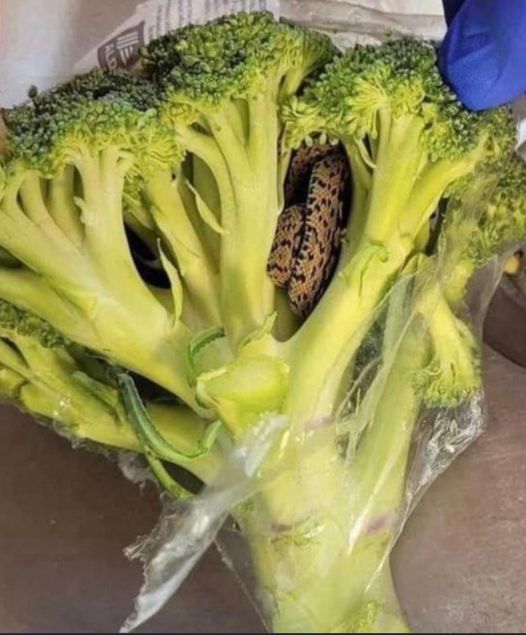 “Shocking Encounter: Man’s Horrifying Discovery Inside Bag of Aldi-Bought Broccoli”