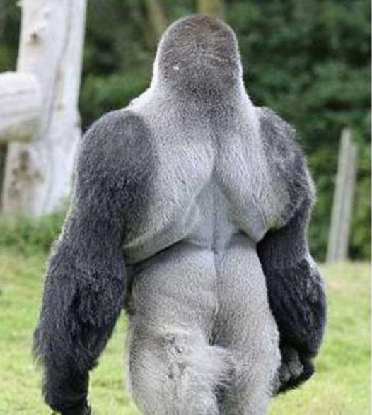 People Everywhere Are Loving This Gorilla. Just Wait Till He Turns Around And You Will Know Why.