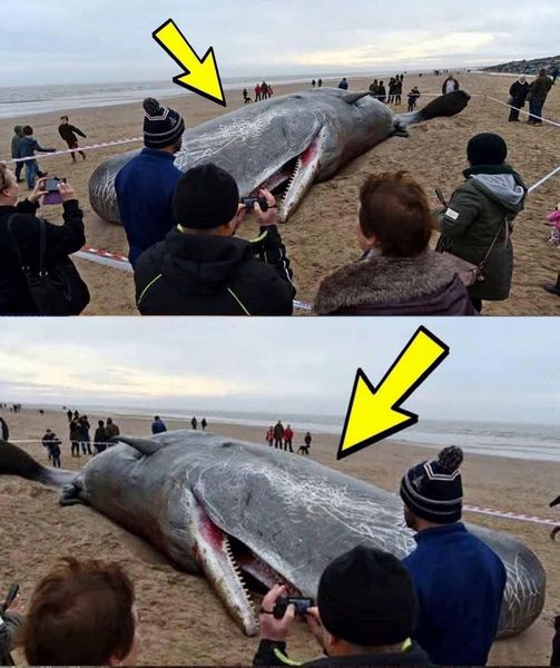 What They Found in the Stomach of This Sperm Whale Shocked the Entire World! It’s Hard to Believe!