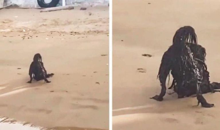 While Sunbathing on the Beach, a Man Photographs a Horrific Creature…You Will Be Surprised to Know What it Really Was…