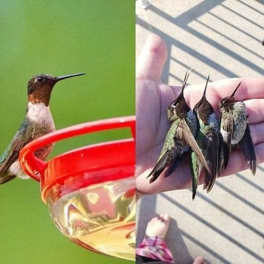 Hummingbird Feeders That Aren’t Clean Can Be Fatal To Hummingbirds