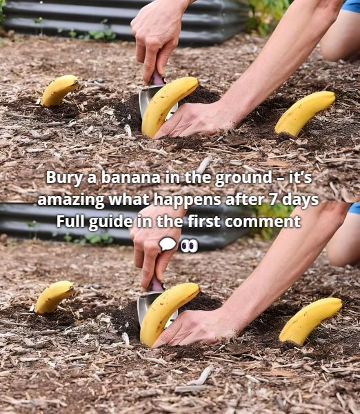 Bury a banana in the ground – it’s amazing what happens after 7 days