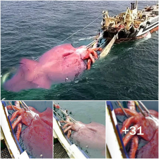 SR “Marine Wonder: American Fishermen’s Incredible Encounter with a 1,500-Pound Giant Squid, Revealing an Astonishing 60-Foot Spectacle During the Atlantic Expedition!” SR