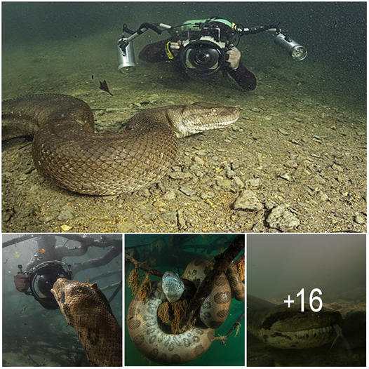 Diver has incredible face to face encounter with giant anaconda