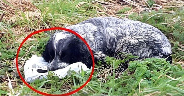 Bikers found an ABANDONED DOG holding a plastic BAG in his mouth. When they looked inside they were shocked and RAN immediately for help. Here’s what the dog PROTECTED: