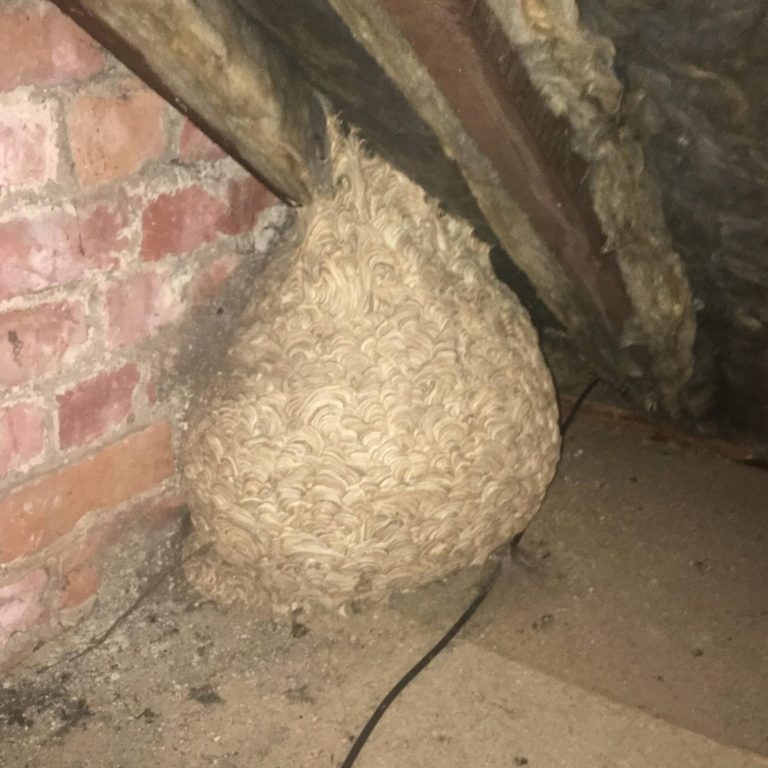Man Thinks He Found “Hornets” Nest In Attic – Turns Pale When He Realizes What’s Inside