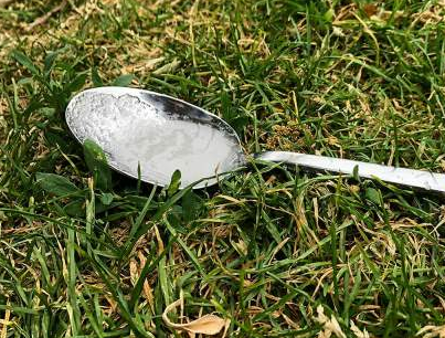 Always Put A Spoon Of Sugar In Your Backyard Before Leaving The House. Here’s Why