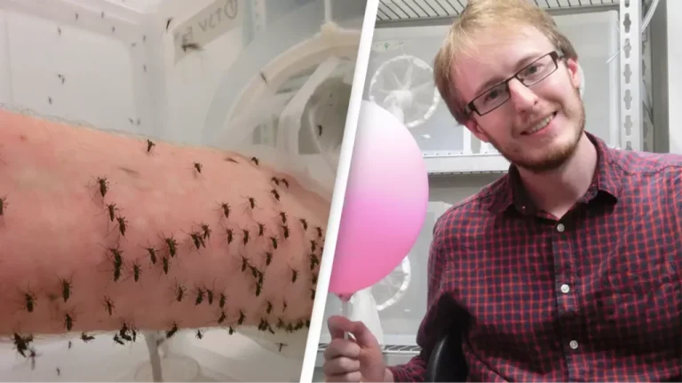 Meet the man who purposefully lets himself be bitten by thousands of mosquitoes every day
