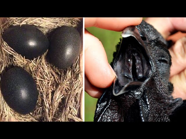 A farmer found black eggs and when THIS hatched he was seriously scared!