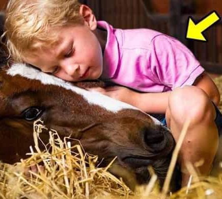 Every Night, The Horse Slept With The Boy. 3 Years Later, Mum Realized she Made a Terrible Mistake