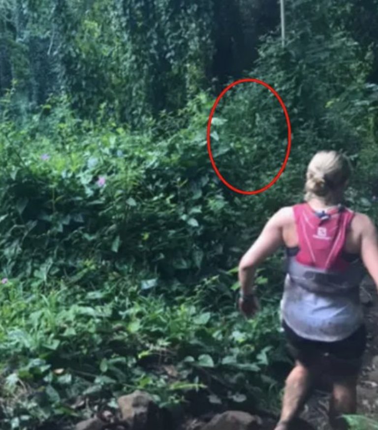 Woman snaps photo running through rainforest – later spots haunting detail in the bushes