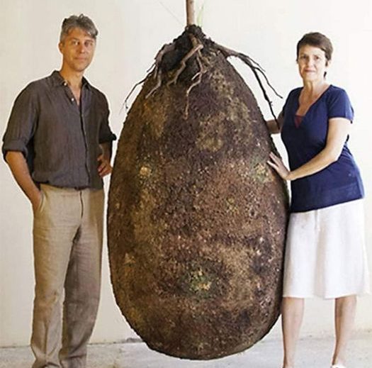 Goodbye to funeral with a coffin. In the future, this organic bag will turn a person into a tree when they leave this world.