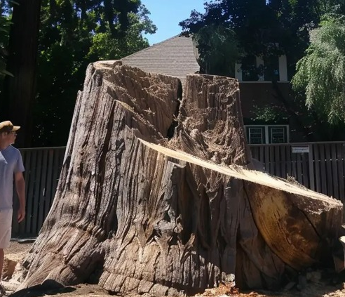 Neighbor Got Jealous of Our 200-Year-Old Tree and Chopped It Down While We Were on Vacation