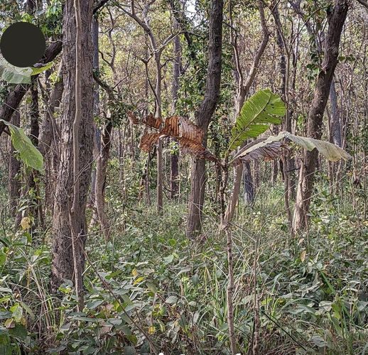 You Have A High IQ If You Can Spot Hidden Tiger In Jungle Photo In Just 12 Seconds