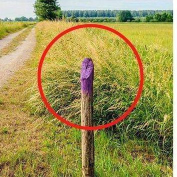 If You See a Painted Purple Fence, This Is What It Means