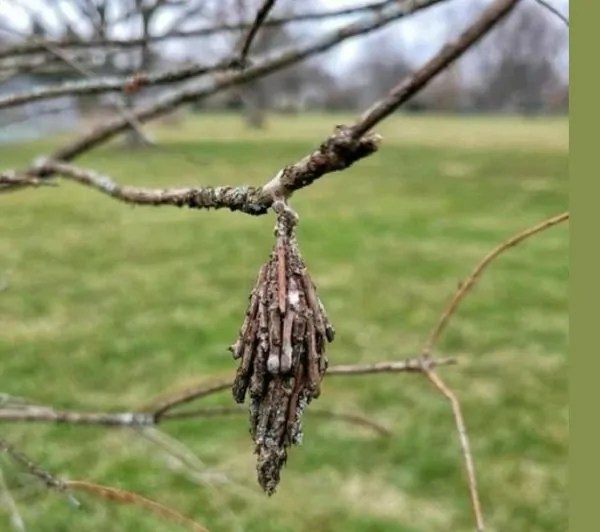 Saving Your Trees from the Devastating Evergreen Bagworm lnfestation