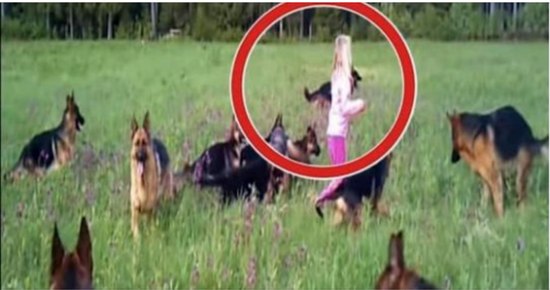 A young girl was surrounded by 14 dogs. The moment the girl raised her hands to the skies, a miraculous event took place.