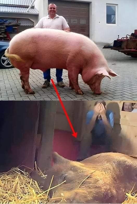 The pregnant sow went into labor….