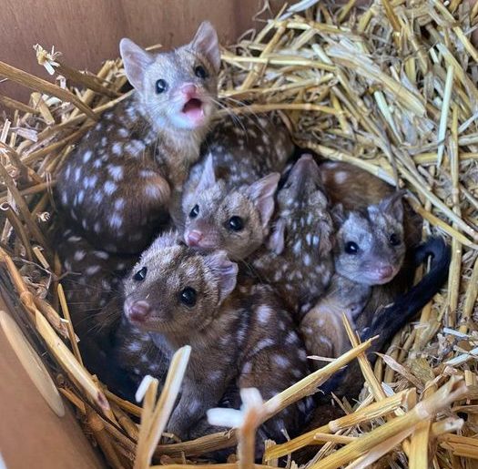 A Group finds unusually spiky creatures in nest