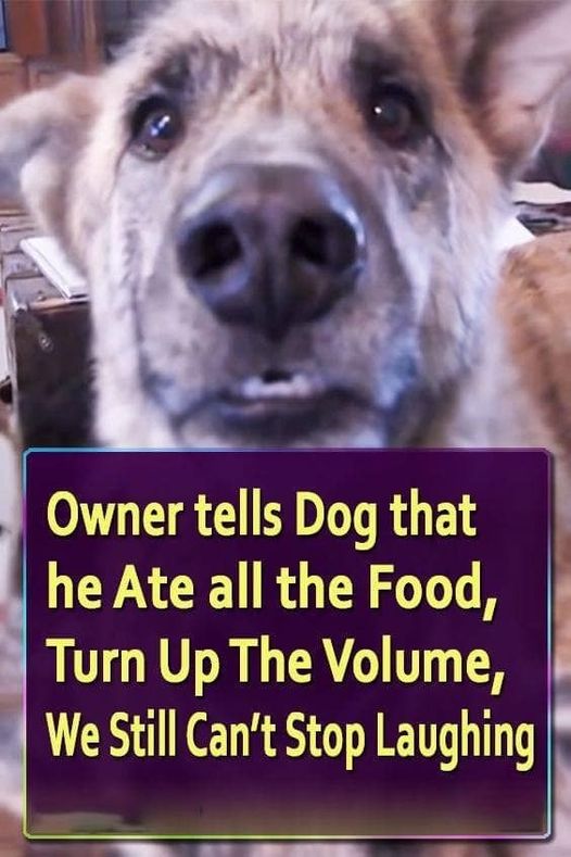 (VIDEO)Owner tells Dog that he Ate all the Food, Turn Up The Volume — We Still Can’t Stop Laughing.