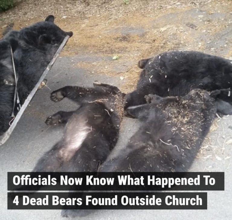 Officials Now Know What Happened To 4 Dead Bears