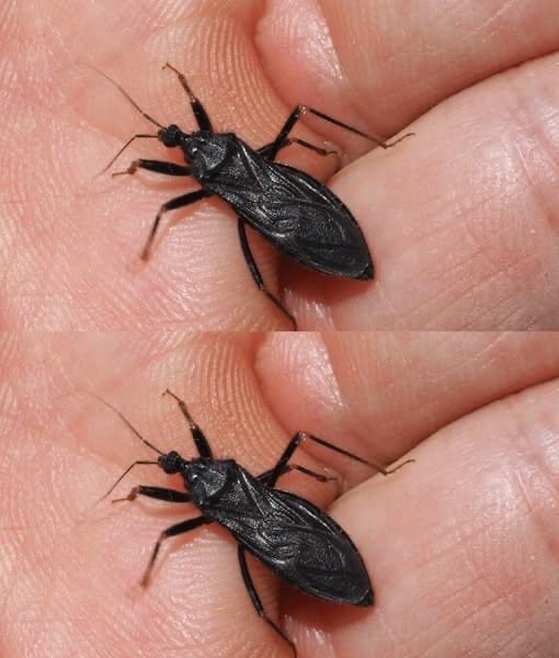 What To Do If Bitten By An Assassin Bug