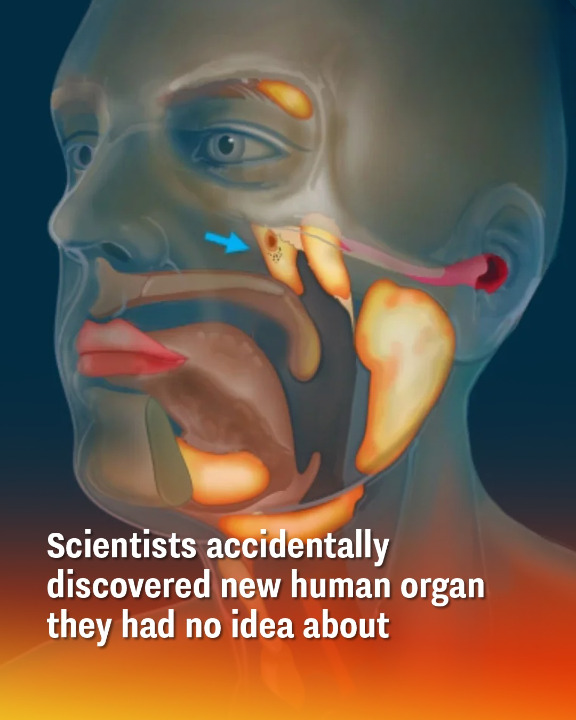Researchers Stumbled Upon a Previously Unknown Organ in the Human Body