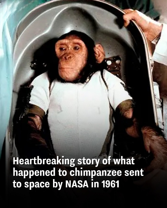 Heartbreaking story of what happened to chimpanzee sent to space by NASA in 1961