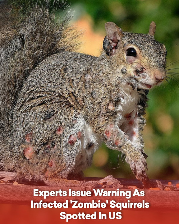 Experts Issue Warning As Infected ‘Zombie’ Squirrels Spotted In US