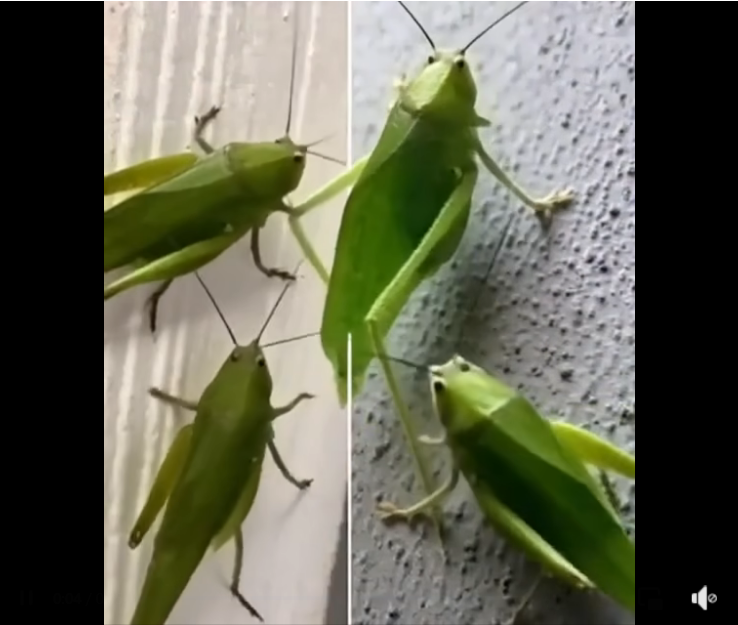 When a leafhopper shows up in your home, it could be nature trying to tell you something
