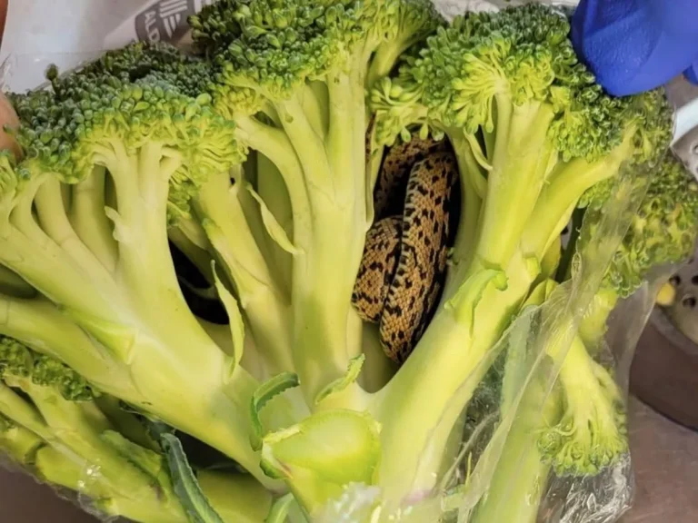 Shopper Stunned After Finding Snake Hidden in Aldi Broccoli