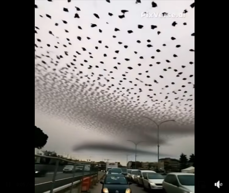 Winter Invasion: Stunning Bird Murmurations Dazzle Tourists, Frustrate Locals
