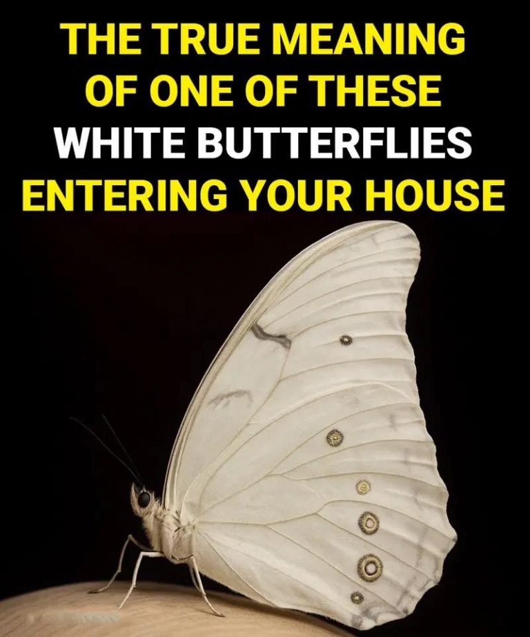 The Spiritual Meaning of White Butterflies in Your Home: Messages That Fly Silently