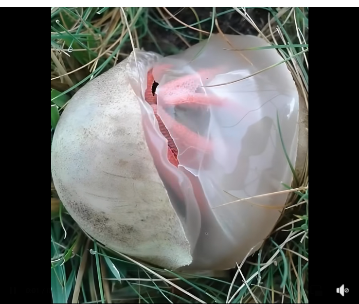 I Found a Slimy Red Creature in My Yard — The Smell Was Worse Than I Imagined