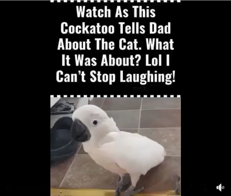 (VIDEO) Cockatoo Snitches on the Cat—What Happens Next Will Have You Crying with Laughter!