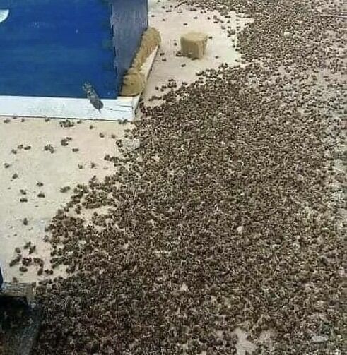 Why Bees Matter: Understanding Their Essential Role in Nature