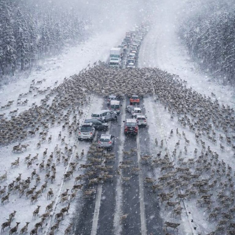 Why Thousands of Deer Suddenly Blocked a Highway at Christmas
